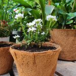 Coco_Bliss_coco_coir_pots_with_flowers